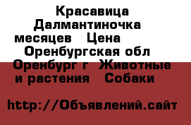 Красавица Далмантиночка 11месяцев › Цена ­ 2 000 - Оренбургская обл., Оренбург г. Животные и растения » Собаки   